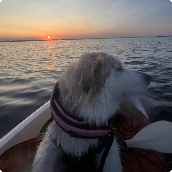 Nova, a shaggy white and grey dog, sitting on a paddleboard watching the sun set over open water