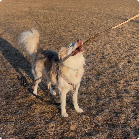 Nova on a wide open field at golden hour, head thrown up, carrying a stick longer than she is