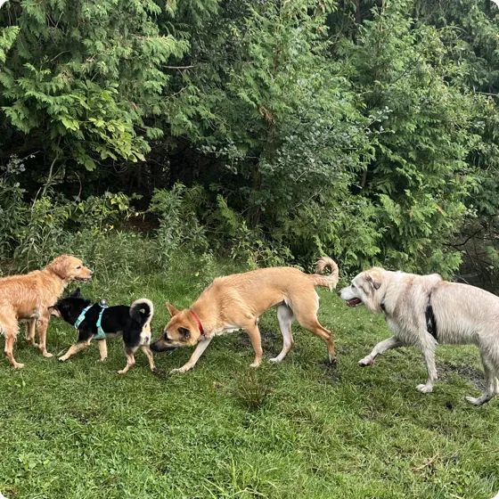 Nova walking through long grass at the edge of a wood alongside four other dogs