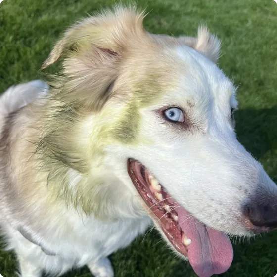 A close-up of Nova grinning up at the camera, one blue eye bright, her coat streaked green